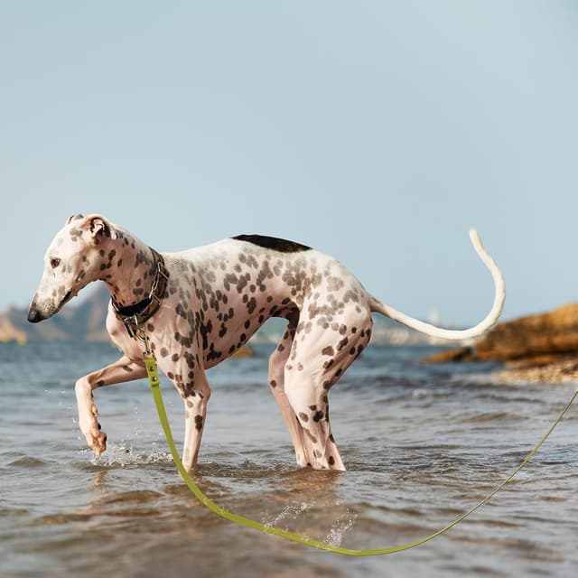 Detalle 2 de Wisedog Schleppleine für Hunde – robuste, wasserabweisende 10 m Übungsleine in Grün