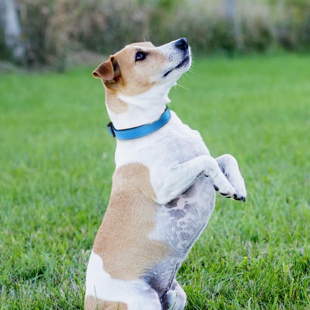 Thumbnail 6 de Joytale Reflective Dog Collar with Soft Neoprene Padding (Medium, Sky Blue)