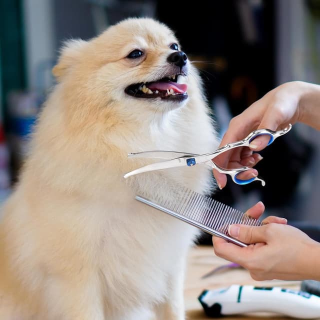 Thumbnail 6 de WENDISI Dog Grooming Scissors Set with Safety Rounded Tips (4-piece kit)