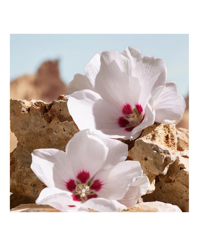 Thumbnail 4 de Dolce & Gabbana K Elixir 50 ml