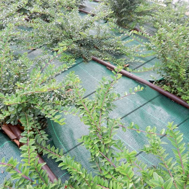 Detalle de TENAX Cover Pro 1,60x5 m Verde, telo antierbacce professionale per pacciamatura