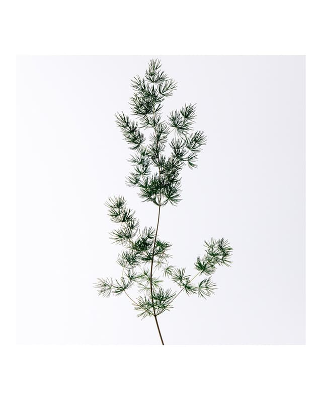 Thumbnail 2 de LOEWE Solo Cedro Eau de Toilette 100 ml