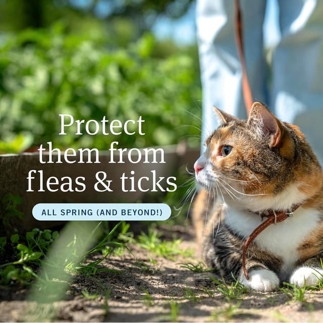 Detalle 2 de PetArmor Plus flea and tick for cats, 6 doses