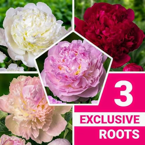 Thumbnail 2 de Collection Pivoines Passion 3 racines ⚙
