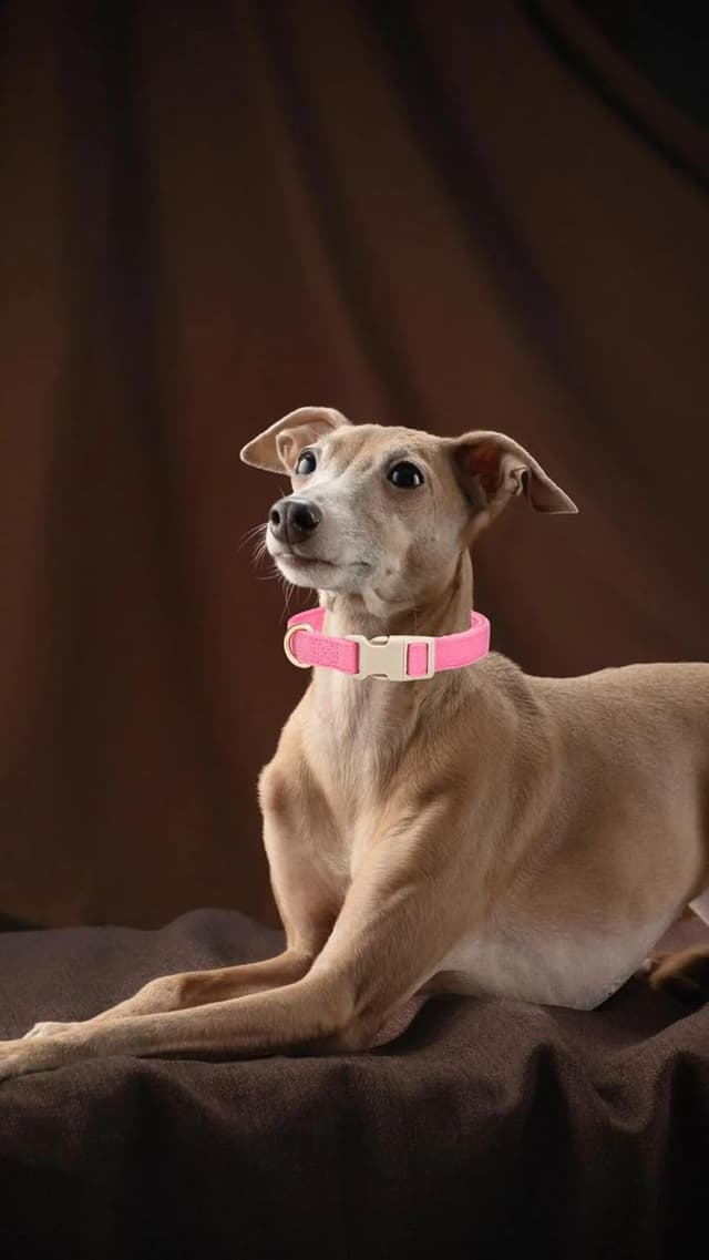 Detalle de YUDOTE Soft Corduroy Dog Collar (Size M) with Plastic Clip – Adjustable Fuchsia