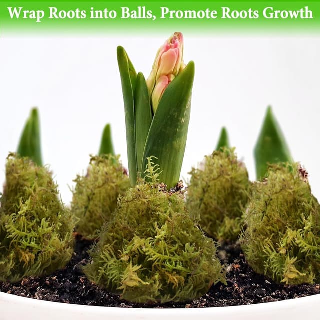 Thumbnail 6 de Halatool Sphagnum Moos 230 g für Pflanzen – naturbelassenes Moos für Orchideen, Terrarien & Umtopfen