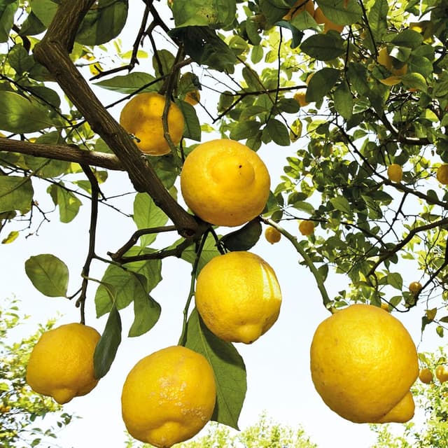 Thumbnail 4 de Weleda Citrus 24h Deo Roll-On 50 ml