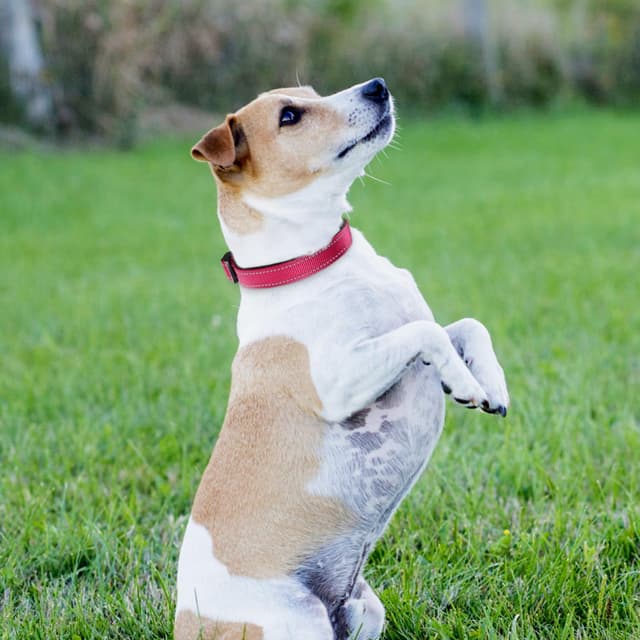 Thumbnail 6 de Joytale Reflective Dog Collar with Soft Neoprene Padded Breathable Nylon (S, Hotpink)