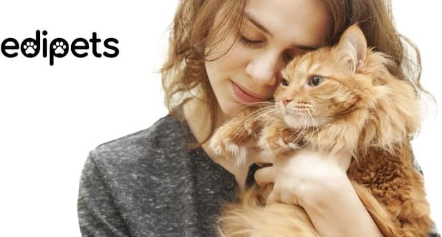 Detalle 2 de Edipets erhöhter Katzennapf aus Edelstahl (Einzel oder Doppel) mit Antischling-Effekt