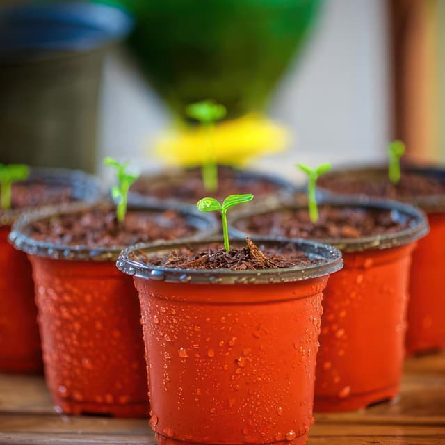 Thumbnail 6 de PEYOU 100Pcs Plant Pots 10cm reusable set