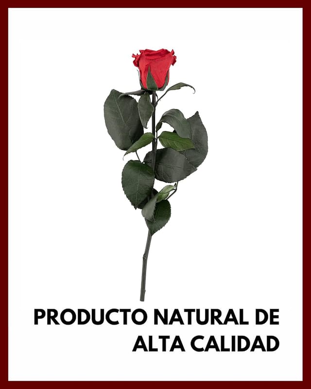 Thumbnail 1 de Mia Milano Rosa Preservada en Caja 🎁 Regalo San Valentín