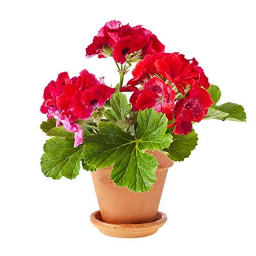 Thumbnail 4 de nutriONE Nutri 1 One fertilizante líquido