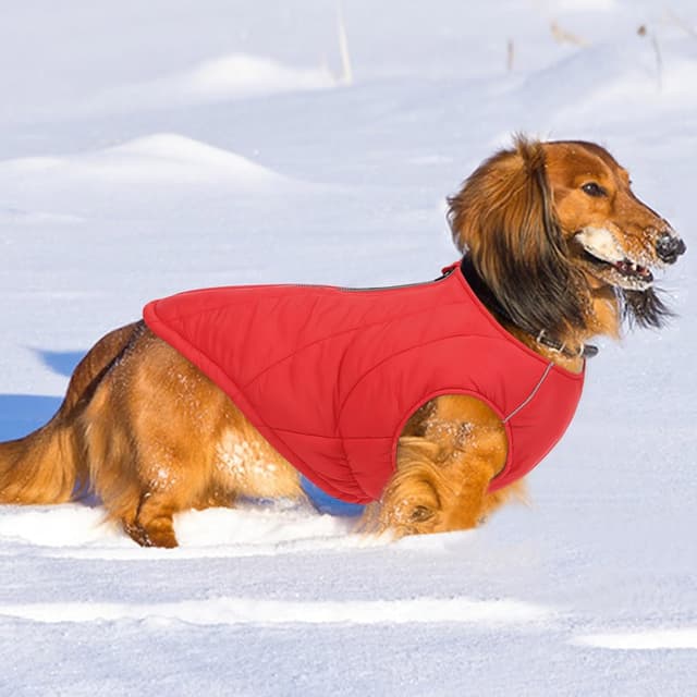 Detalle de CITÉTOILE Hundejacke wasserdichter Hundemantel mit reflektierenden Streifen, Wintermantel mit Reißverschluss (Rot, M)