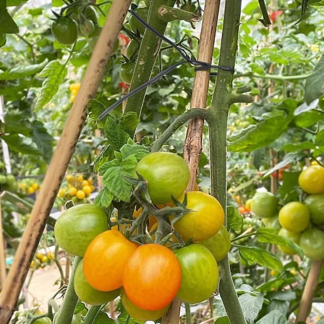 Detalle 2 de Tenn Well Fil de serrage jardin 100 m