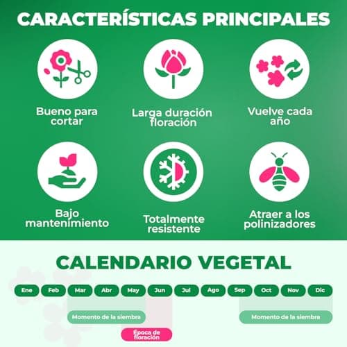 Thumbnail 4 de Pivoine Yellow Passion 1 racine ⚓