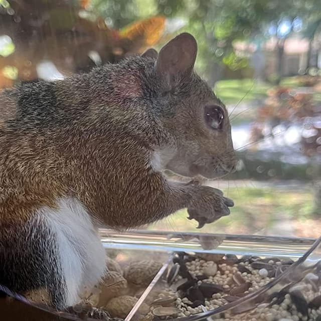 Thumbnail 4 de Bird Feeder Birds House Window Suction Cup 🐦