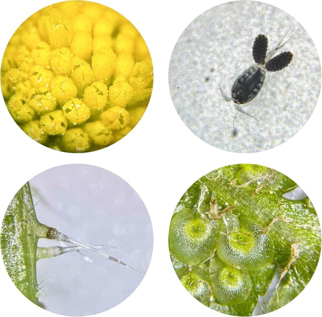 Thumbnail 4 de Bresser Microscopio Estéreo Junior 🥽 Blanco