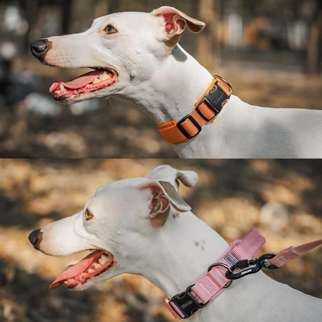 Detalle de OneTigris Hundehalsband mit Metallschnalle Grau (S) – gepolstertes Nylonband mit D-Ring