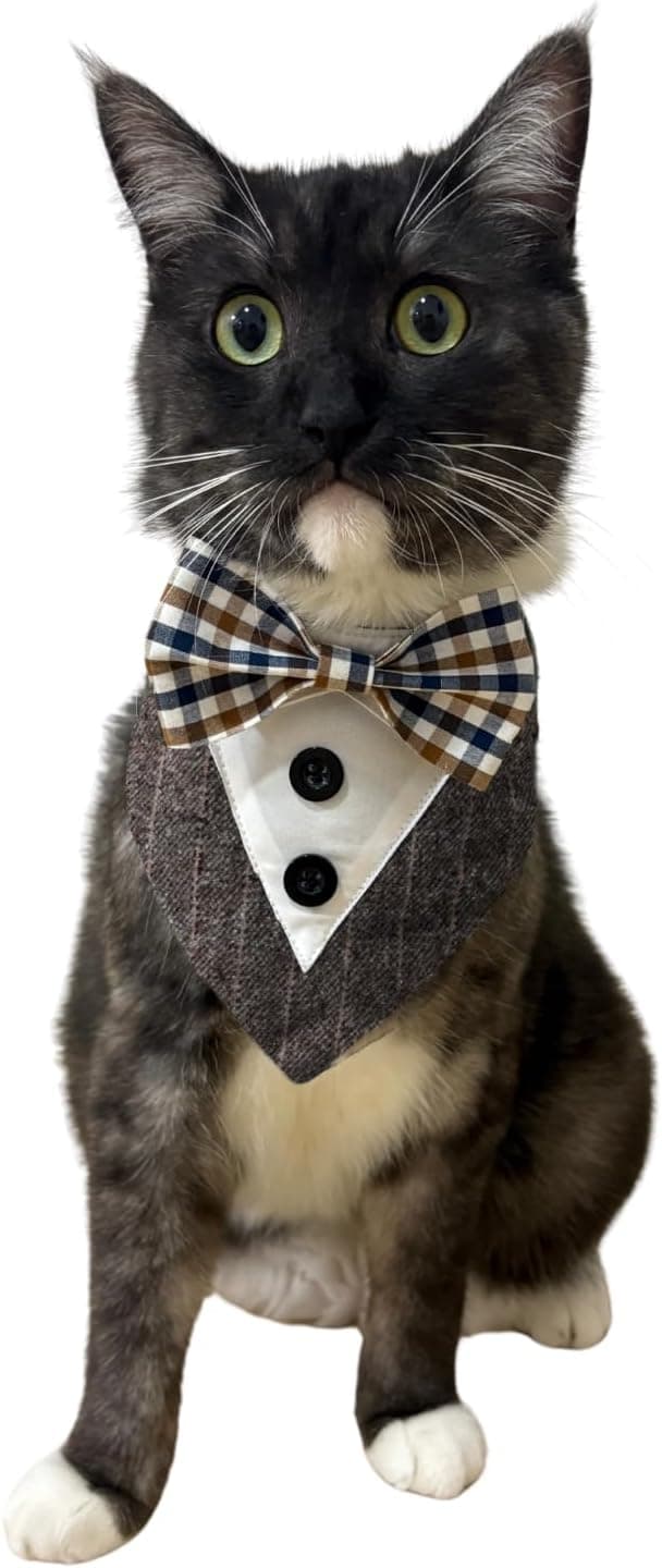 Detalle de BT Bear Tuxedo Collar Bandana Bow Tie