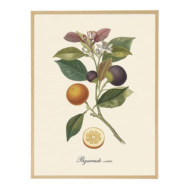 Imagen de Lámina Naranjas e Higos 30 cm 🖼️ en OfertitasTOP