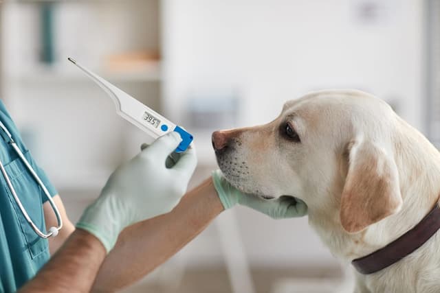 Detalle 2 de TFA Dostmann Veterinärthermometer VET 15.2022