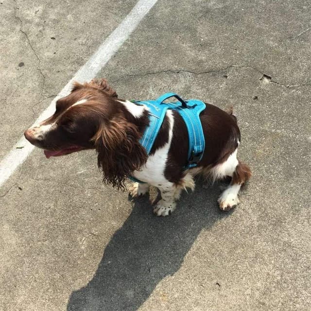 Detalle 2 de Truelove TLH5551 soft padded dog harness with handle, reflective material, Oxford outer layer (Blue, L)