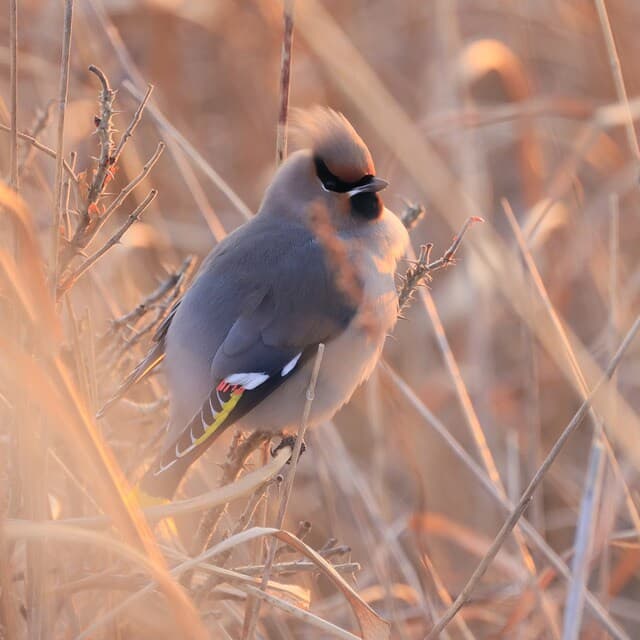 Thumbnail 4 de Canon RF 800mm F11 IS STM superteleobjetivo 800 mm 😎