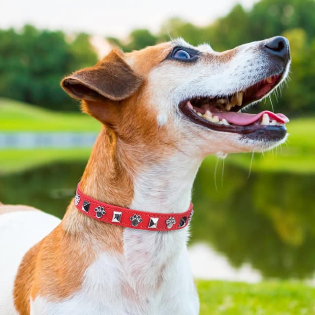 Thumbnail 5 de SCENEREAL Leather Dog Collar S 11-14 in