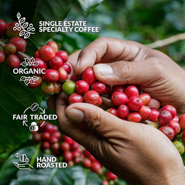 Detalle 2 de The Brew Company Desk Café Coffeebrewer Nachfüll-Sortiment (25 Stück) – Single-Estate für Büro, Camping & unterwegs