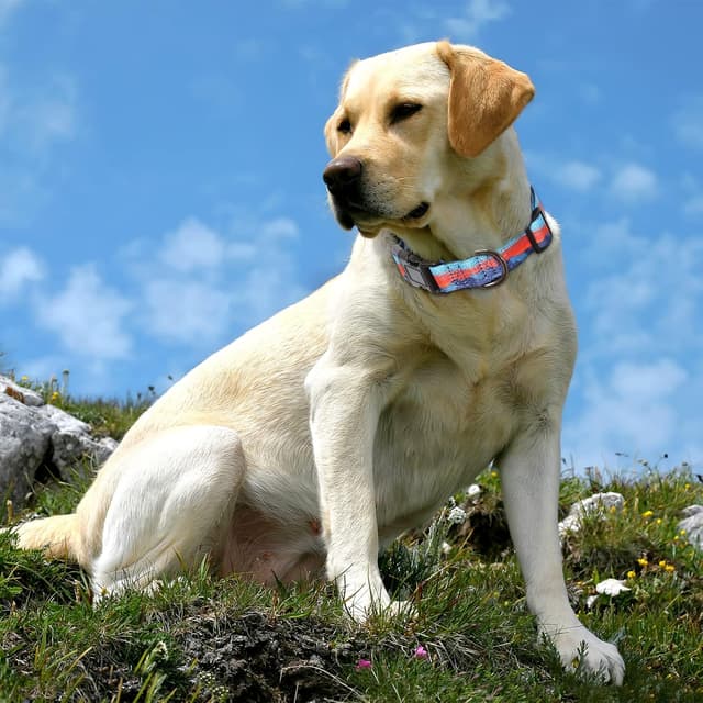 Detalle de HEEEL Hundehalsband mit verstellbarem Doppellagen-Gurtband (Glutrote Abendsonne) – M