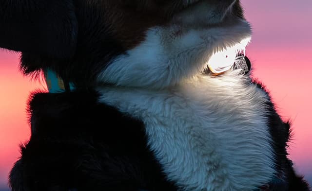 Detalle 2 de Max & Molly Matrix Ultra LED – Hundelicht für Geschirr, Leine & Halsband (schwarz, wasserfest, USB wiederaufladbar)