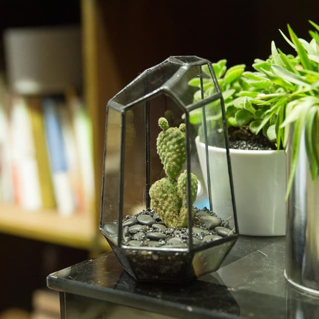Detalle 2 de NCYP Geometric Opened Glass Terrarium for Succulents 10.5x9x15 cm