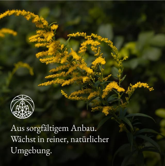 Detalle de Goldrutentee Monte Nativo (300 g) – Goldrutenkraut Tee lose, 100 % natürlich & ohne Zusatzstoffe