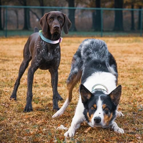 Thumbnail 5 de TSPRO Premium Collar táctico ajustable M con asa