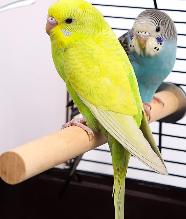 Thumbnail 3 de Natural Wood Bird Perch Set 6 pcs for Small Birds 🐦