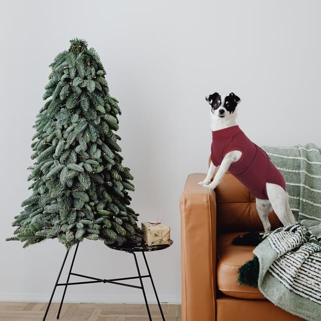 Detalle de Kuoser Hundebody nach OP – OP-Body als Anti-Leckschutz nach Kastration, dunkelrot, Größe XS