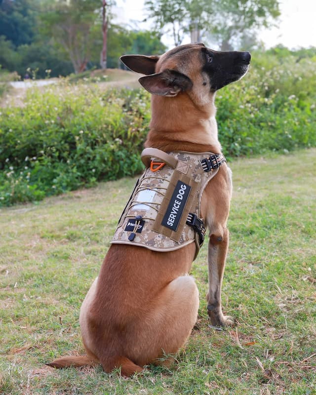 Thumbnail 5 de PETNANNY Tactical Dog Harness M 🐕