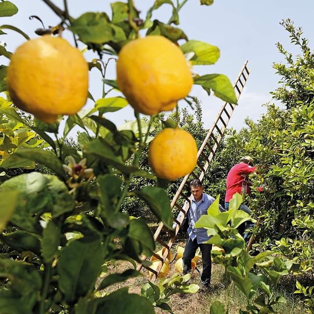Detalle de Weleda Aceite Corporal Refrescante Citrus 100 ml