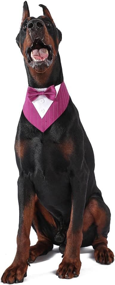 Detalle de BT Bear Pet Tuxedo Collar Bandana with Bow Tie (Wedding Outfit) – XS for Small Dogs & Cats