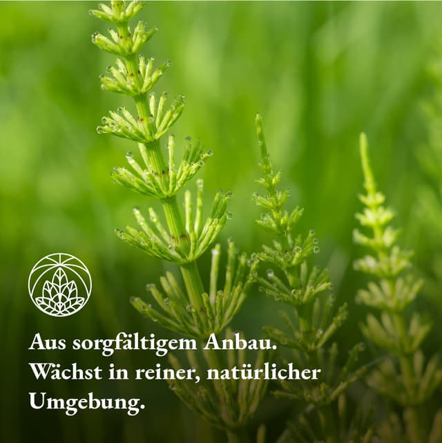 Detalle de Ackerschachtelhalm Monte Nativo 300g 🍵