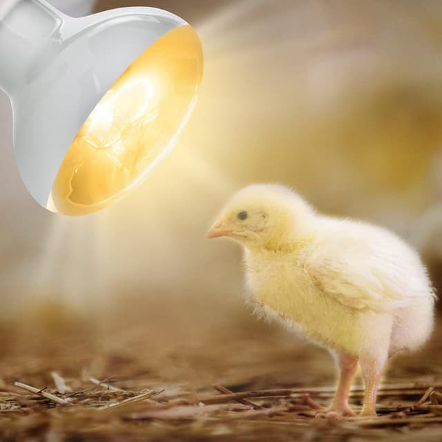 Thumbnail 5 de Adiwo Lampe Chauffante 75W pour reptiles