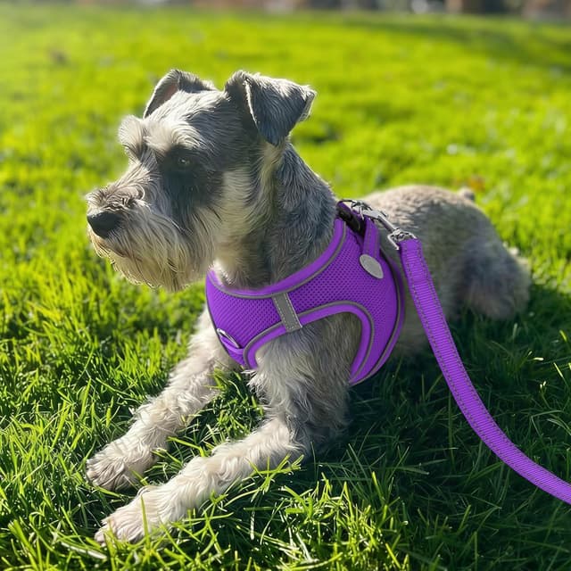 Detalle 2 de Joytale Step in Dog Harness (XS, Purple) – soft mesh reflective easy-walk harness for extra small dogs