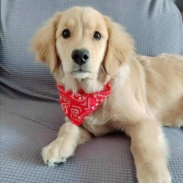 Detalle de Ling & Bai 2pcs Adjustable Dog Bandana Collar (Boho Pet Bibs Scarf) – Red, M