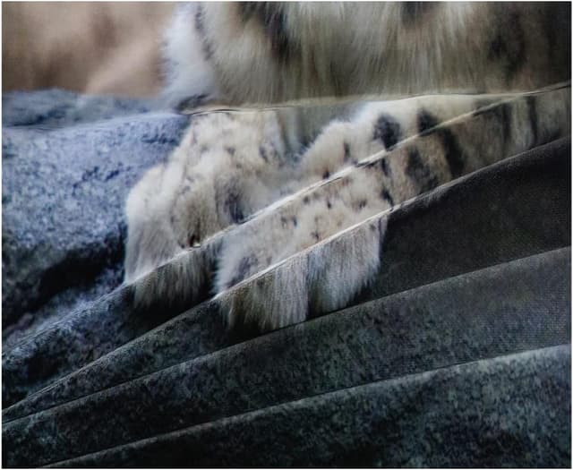 Thumbnail 4 de DXHOME Leopardenmuster Bettwäsche 200x220