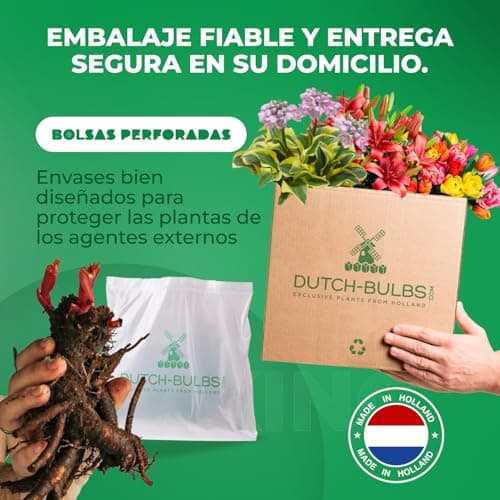 Thumbnail 3 de Pivoine Yellow Passion 1 racine ⚓