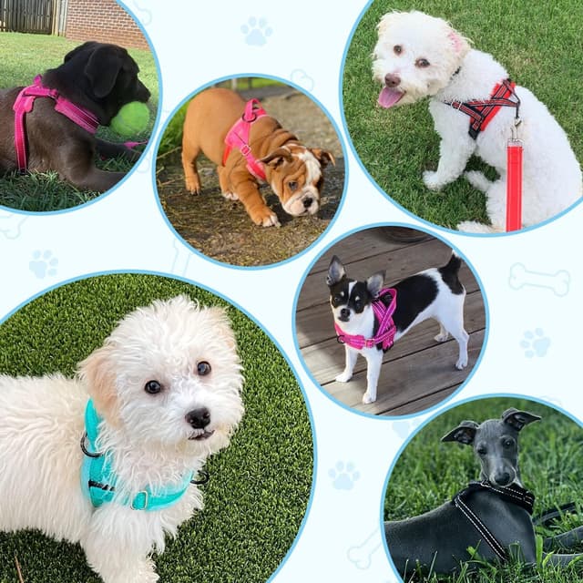 Thumbnail 6 de SlowTon Hundegeschirr mit Leine – Anti-Zug Sicherheitsgeschirr mit reflektierenden Nähten