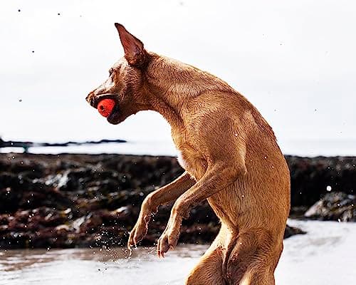 Thumbnail 4 de Chuckit Fetch Ball 2 pièces, 6 cm