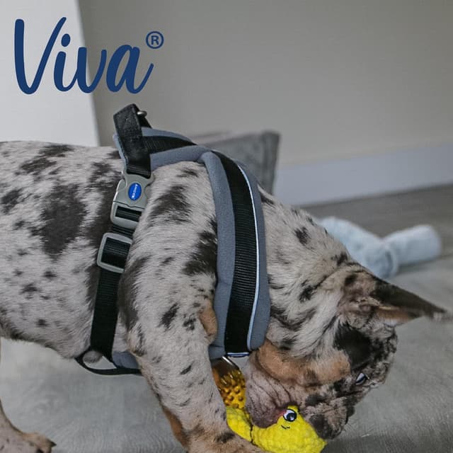 Thumbnail 6 de Ancol Viva Padded Harness (Black, Size S 36–42cm) with reflective trim