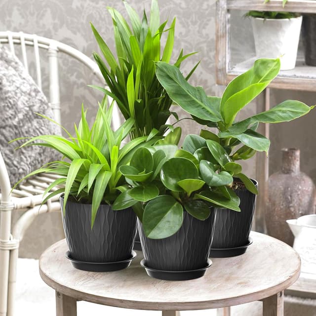 Detalle de Plastic plant pots 5 pack 20cm indoor