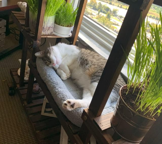 Detalle 2 de Enjoying Katzenbett Quadrat 38 x 26 cm